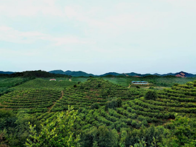 茶油进京--江西山茶油将盛大亮相2021高端油博会
